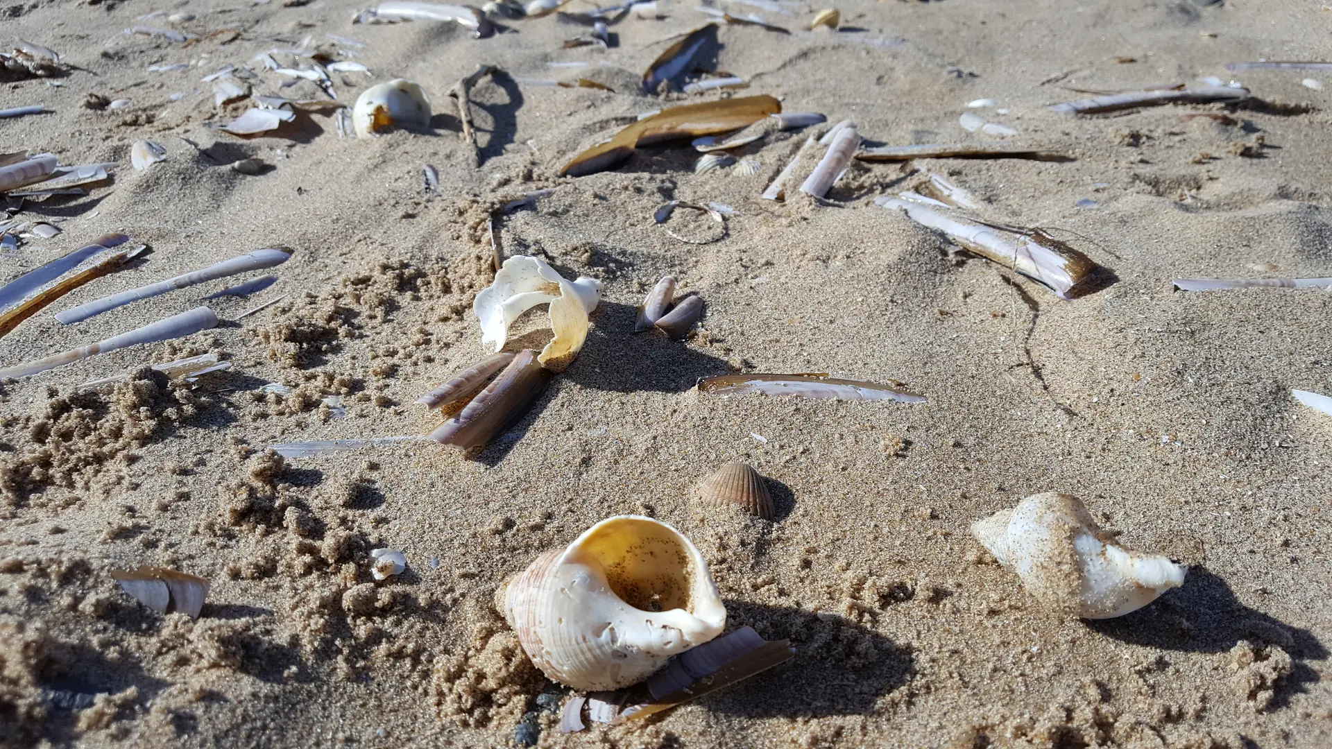 © North Wales Wildlife Trust